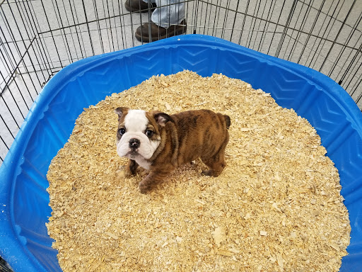 Pet Supply Store «Puppies N Stuff», reviews and photos, 12020 Melody Dr, Westminster, CO 80234, USA