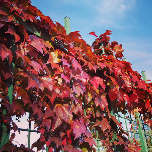 Stadium «Providence Park», reviews and photos, 1844 SW Morrison St, Portland, OR 97205, USA