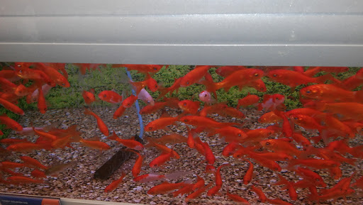 Pet Store «PetSmart», reviews and photos, 17150 Ventura Blvd, Encino, CA 91316, USA