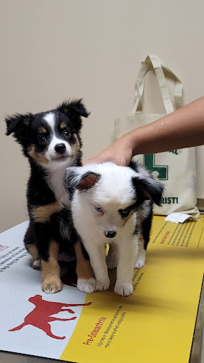 Animal Hospital «Animal Medical Corpus Christi», reviews and photos, 6822 Everhart Rd, Corpus Christi, TX 78413, USA