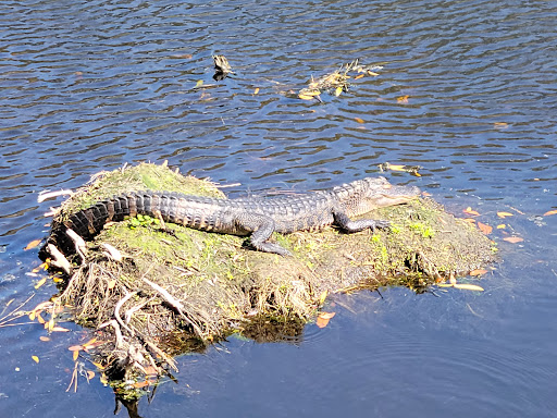 Park «Cypress Wetlands», reviews and photos, 1700 Paris Ave, Port Royal, SC 29935, USA