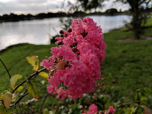 Park «Plantation Central Park», reviews and photos, 9151 NW 2nd St, Plantation, FL 33324, USA