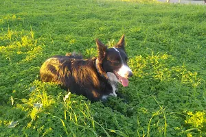 canino Podenco Andaluz Park image