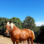 Photo n° 2 de l'avis de Patricia.o fait le 21/08/2022 à 20:13 pour Ferme-Auberge du Belacker à Moosch