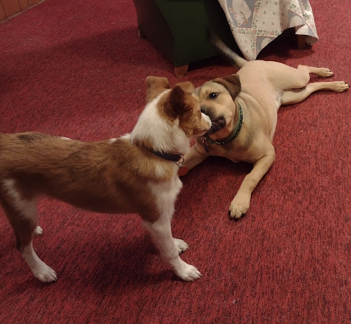 Pet Supply Store «Petco Animal Supplies», reviews and photos, 993 Branson Hills Pkwy, Branson, MO 65616, USA