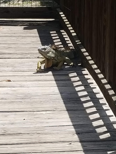 Animal Rescue Service «McCarthys Wildlife Sanctuary», reviews and photos, 12943 61st St N, West Palm Beach, FL 33412, USA