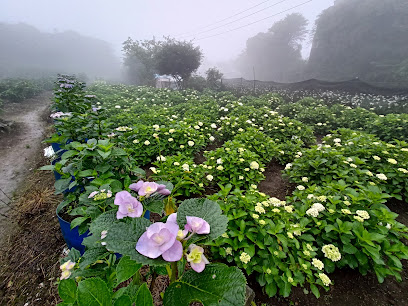 Taibao Fir Garden Hydrangea