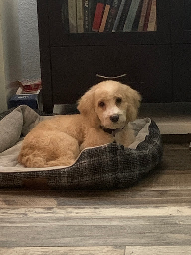 Pet Supply Store «PetSmart», reviews and photos, 6204 W Park Blvd, Plano, TX 75093, USA