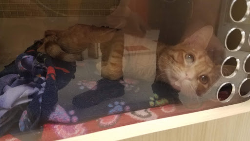 Pet Supply Store «Petco», reviews and photos, 590 E Waterfront Dr, Homestead, PA 15120, USA