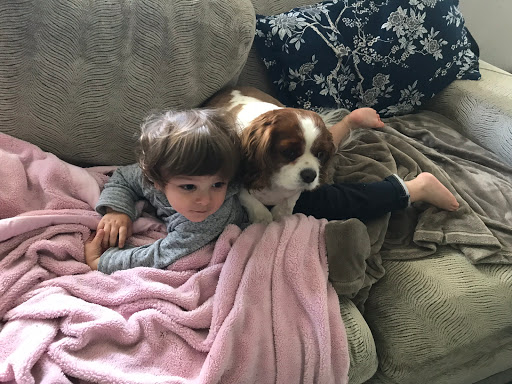 Pet Store «Village Pet Shop», reviews and photos, 701 N Black Horse Pike, Williamstown, NJ 08094, USA