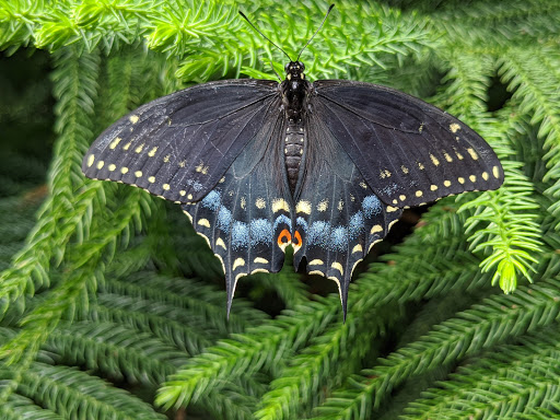 Garden «The Butterfly Place», reviews and photos, 120 Tyngsboro Rd, Westford, MA 01886, USA