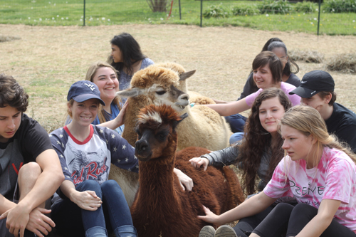 Farm «Painted Sky Alpaca Farm & Fiber Mill», reviews and photos, 95 Knight House Ln, Earleville, MD 21919, USA