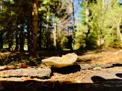 Waldbaden Shinrin Yoku Schweiz