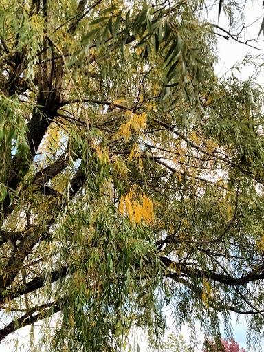 Golf Course «Brighton Park Golf Course», reviews and photos, 70 Brompton Rd, Tonawanda, NY 14150, USA