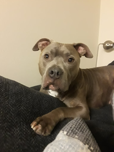 Pet Supply Store «Pet Food Express», reviews and photos, 265 Davis St, San Leandro, CA 94577, USA