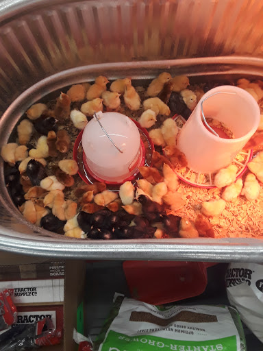 Home Improvement Store «Tractor Supply Co.», reviews and photos, 2754 Saratoga Blvd, Corpus Christi, TX 78415, USA