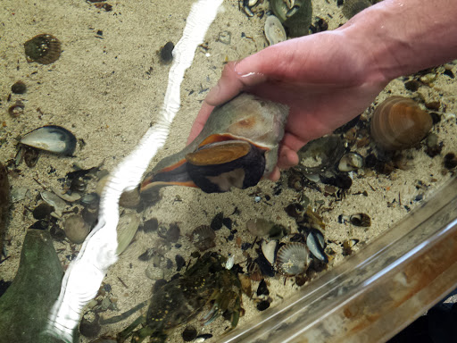 Natural History Museum «South Fork Natural History Museum & Nature Center», reviews and photos, 377 Bridgehampton-Sag Harbor Turnpike, Bridgehampton, NY 11932, USA