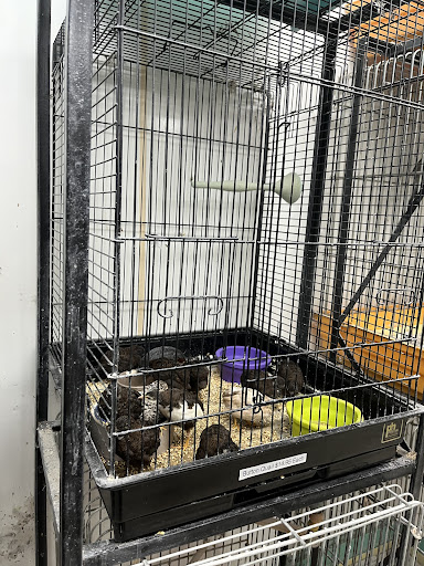 Tropical Fish Store «Midway Tropical Fish & Pets», reviews and photos, 24101 Pacific Hwy S, Kent, WA 98032, USA