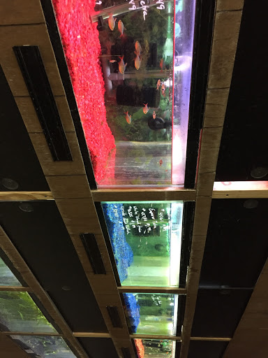 Pet Store «Inland Reef Pet Store», reviews and photos, 817 Cross Lanes Dr, Cross Lanes, WV 25313, USA