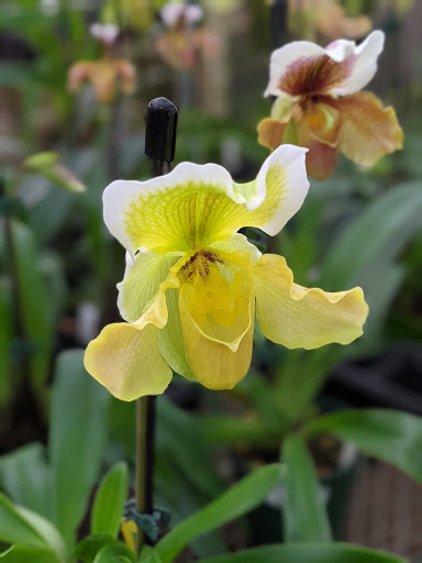 Florist «Little Brook Orchids», reviews and photos, 25 Rider Ave, Lancaster, PA 17603, USA