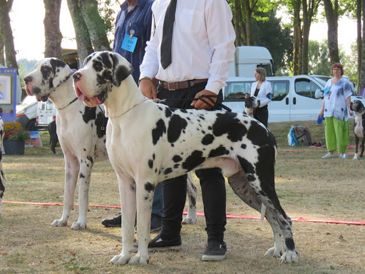 Dogalmar - Dogues Alemães (Great Danes)