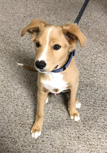 Pet Store «Hearty Pet Retail Store», reviews and photos, 19918 Jefferson Blvd, Hagerstown, MD 21740, USA