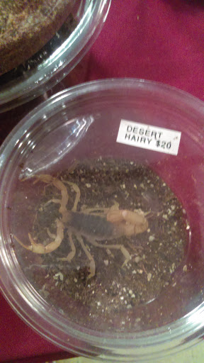 Reptile Store «Cleveland Reptile Show», reviews and photos, 17250 Hummel Rd, Brook Park, OH 44142, USA