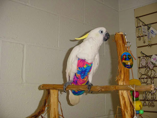 Pet Store «Adventure Birds of Bon Aqua», reviews and photos, 9600 TN-46, Bon Aqua, TN 37025, USA