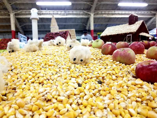 Association or Organization «Mendocino County Fair and Apple Show», reviews and photos