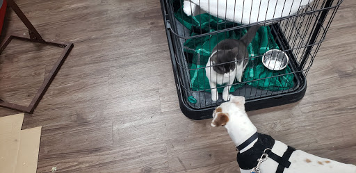 Pet Supply Store «At Your Services Pet Supplies», reviews and photos, 55 S Valle Verde Dr #300, Henderson, NV 89012, USA