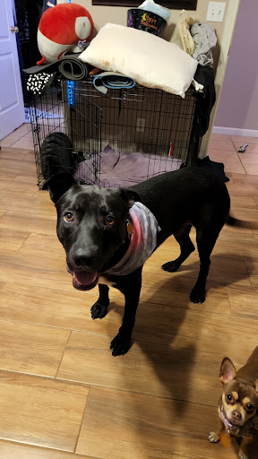 Jornada Veterinary Clinic, A Thrive Pet Healthcare Partner