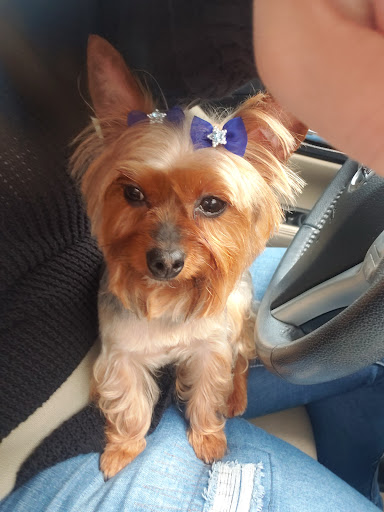 Pet Supply Store «PetSmart», reviews and photos, 3500 Ross Clark Cir, Dothan, AL 36303, USA