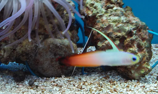 Pet Supply Store «Petco Animal Supplies», reviews and photos, 1520 Military Rd #130, Niagara Falls, NY 14304, USA