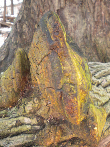 Nature Preserve «Bergen Swamp Preservation Society», reviews and photos, 6646 Hessenthaler Rd, Byron, NY 14422, USA