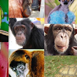 Suncoast Primate Sanctuary Foundation, Inc.