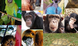 Suncoast Primate Sanctuary Foundation, Inc.