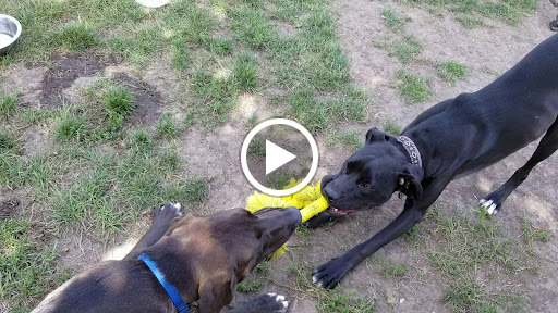 Dog Park «Carol Stream Bark Park», reviews and photos, 280 Kuhn Rd, Carol Stream, IL 60188, USA