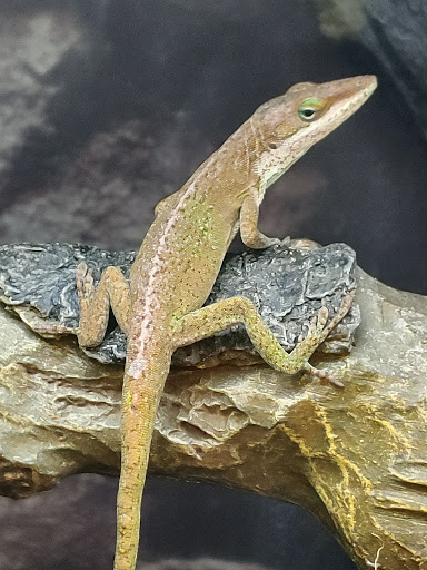 Pet Supply Store «Petco Animal Supplies», reviews and photos, 6020 Crawfordsville Rd, Speedway, IN 46224, USA