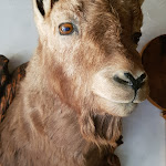 Photo n°3 de l'avis de Amaterion. fait le 11/09/2023 à 11:35 sur le  Rableid Alm à Schnals