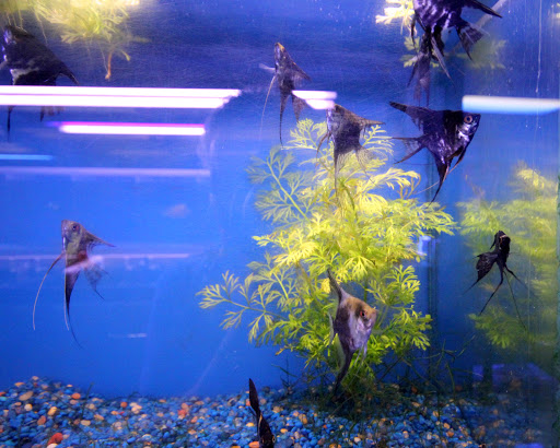 Aquarium Shop «Aquarium Depot», reviews and photos, 11762 SW 88th St, Miami, FL 33186, USA