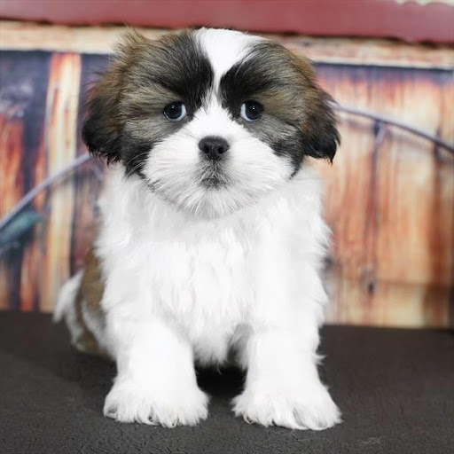 Pet Store «Pet Planet», reviews and photos, 11968 S Redwood Rd, Riverton, UT 84065, USA