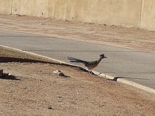 Golf Club «Trilogy Golf Club at Power Ranch», reviews and photos, 4415 E Village Pkwy, Gilbert, AZ 85298, USA