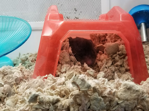 Pet Supply Store «Petco Animal Supplies», reviews and photos, 1210 Providence Hwy, Norwood, MA 02062, USA