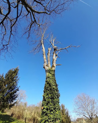 Ray Spécialiste de l'Arbre à Nivolas-Vermelle