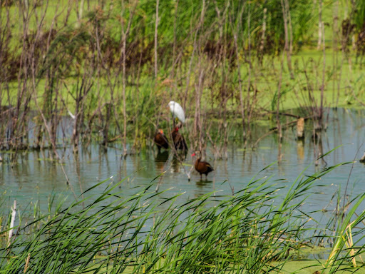 Nature Preserve «Mitchell Lake Audubon Center», reviews and photos, 10750 Pleasanton Rd, San Antonio, TX 78221, USA