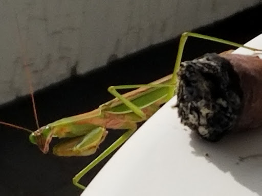 Tobacco Shop «Tobacco Shop LLC», reviews and photos, 89 Pratt St, Hartford, CT 06103, USA