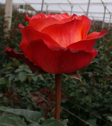 La Rosa de la Alegría - Tabacundo