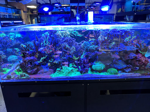 Pet Store «Creative Aquariums of Tampa», reviews and photos, 150 S Dale Mabry Hwy, Tampa, FL 33609, USA