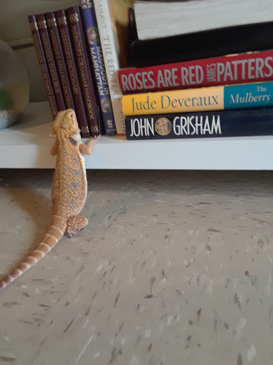 Pet Store «Petland Discounts - Pitkin Avenue», reviews and photos, 1689 Pitkin Ave, Brooklyn, NY 11212, USA