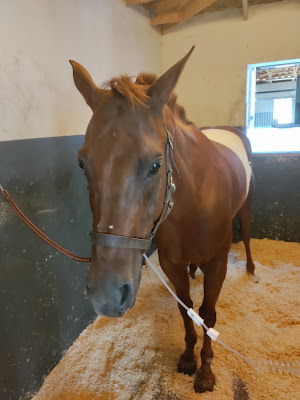 Clinique équine de Provence / Haras de la Trévaresse à Saint-Cannat